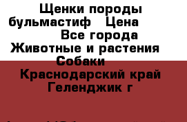 Щенки породы бульмастиф › Цена ­ 25 000 - Все города Животные и растения » Собаки   . Краснодарский край,Геленджик г.